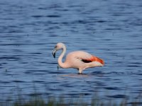 Chileense Flamingo Groote Peel 14-04-24.jpg