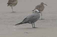 Grey Gull.jpg
