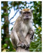 Long-tailed%20Macaque%20-%20Fraser%20Hill%20%231-X2.jpg