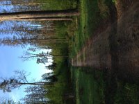 Bialowieza Forest Tall trees.jpg