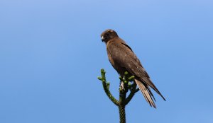 Brown Falcon under attack