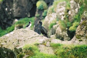 Shag and Puffins