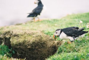 Nest-building Puffin