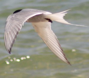 Tern underwing