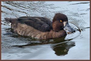 Greater Scaup (juvi)