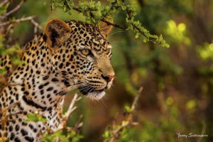 Young Leopard in Tsavo West, Kenya