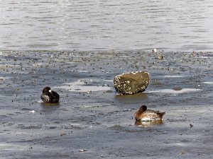 Greater Scaups resting