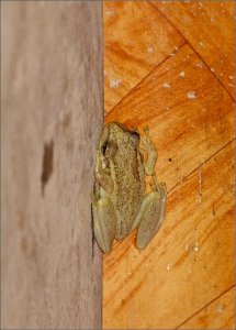 Tree Frog (toilet frog)