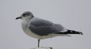 Adult winter Common Gull