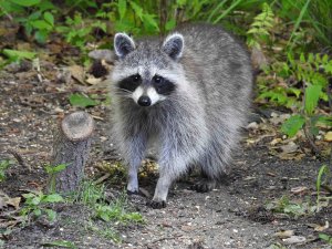 American Raccoon with no name.
