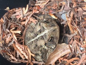 Mystery Toad Suffield CT