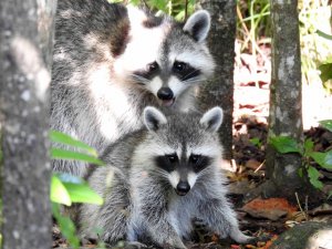 Just one more and I will not post anymore Raccoons for a while.