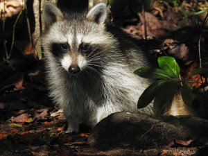 American Raccoon bi-lingual speaks American and English