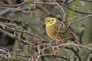 A male Yellowhammer