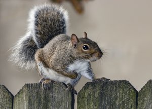 Squirrel action
