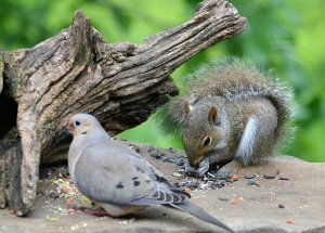 Mourning Dove with a squirrel.