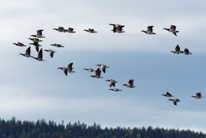 Barnacle geese in flight