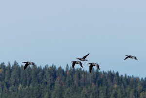 Barnacle geese in flight