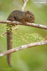 Cute tiny squirrel, Borneo