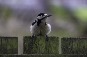Fluffed on the fence