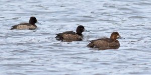 Scaup and 2 Tufted ducks
