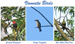 Vanuatu Birds