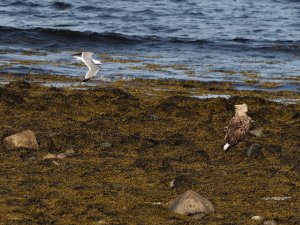 Adult white-tailed sea eagle vs a common gull I