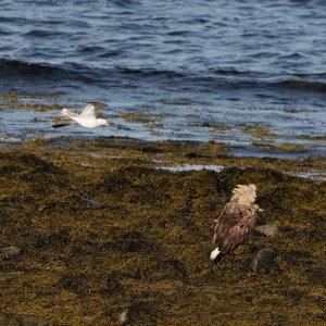 Adult white-tailed sea eagle vs a common gull II