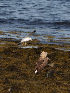 Adult white-tailed sea eagle vs a common gull III