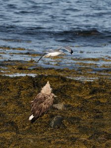 Adult white-tailed eagle vs common gull