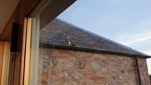 Female Sparrowhawk visitor