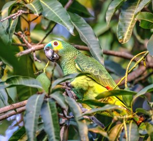 Turquoise-fronted Parrot