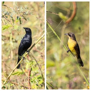 Unicoloured Blackbirds