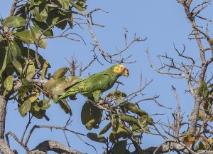 Yellow faced Parrot