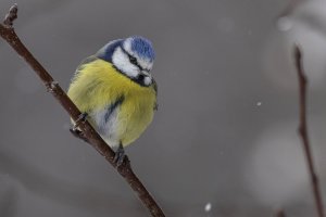Winter Blue Tit