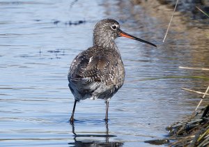 Spotted redshank