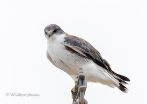 Red-backed or Variable Hawk