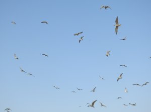 2Species of Tern in flight