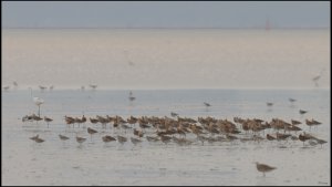 Gathering of Black-tailed Godwits