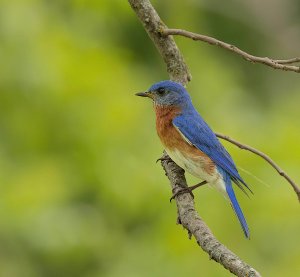 Eastern Bluebird, Male