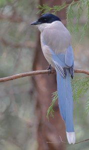 Azure-winged Magpie 8