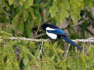 Magpie with nest material