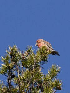 Red crossbill (male)