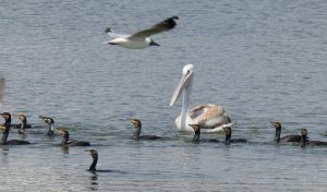 Brown-headed Gull,Dalmation Pelican and Great Cormorants together