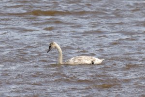Juvenile mute swan