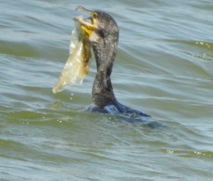 Indian Cormorant with polythin.