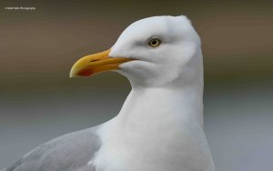 Herring Gull 2949.jpg