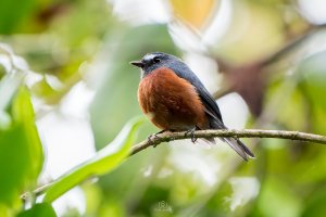 Chestnut-bellied Chat-Tyrant