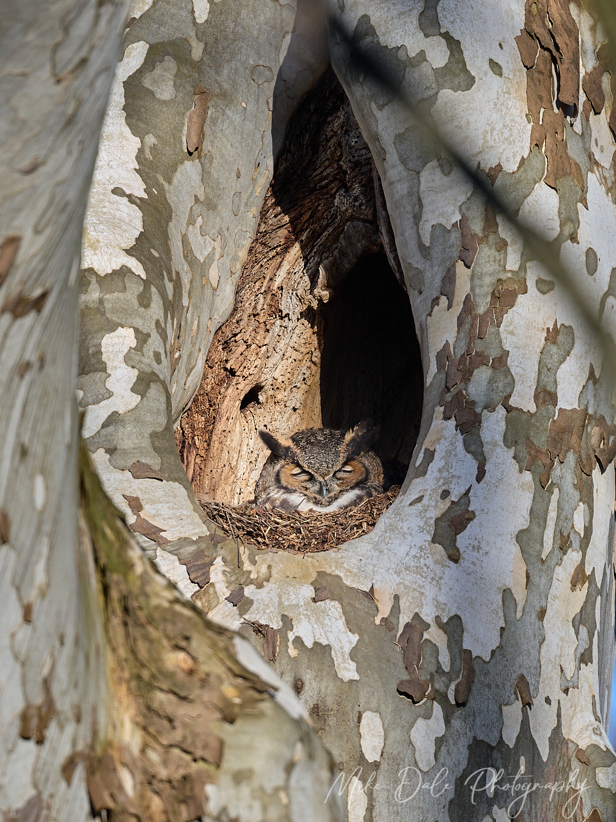 Great-horned-Owl-1.jpg