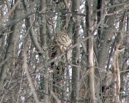 Barred Owl.jpg